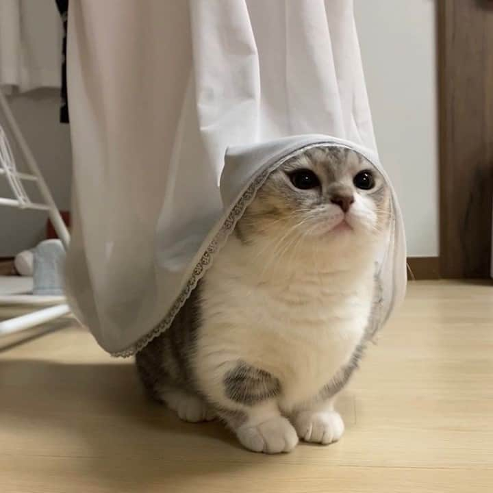 Aww Clubさんのインスタグラム写真 - (Aww ClubInstagram)「Cat nun⠀ ⠀ 📷@obokcat⠀ ⠀ #meowed #obokcat #sillycat #curtain #nun」12月15日 14時00分 - meowed