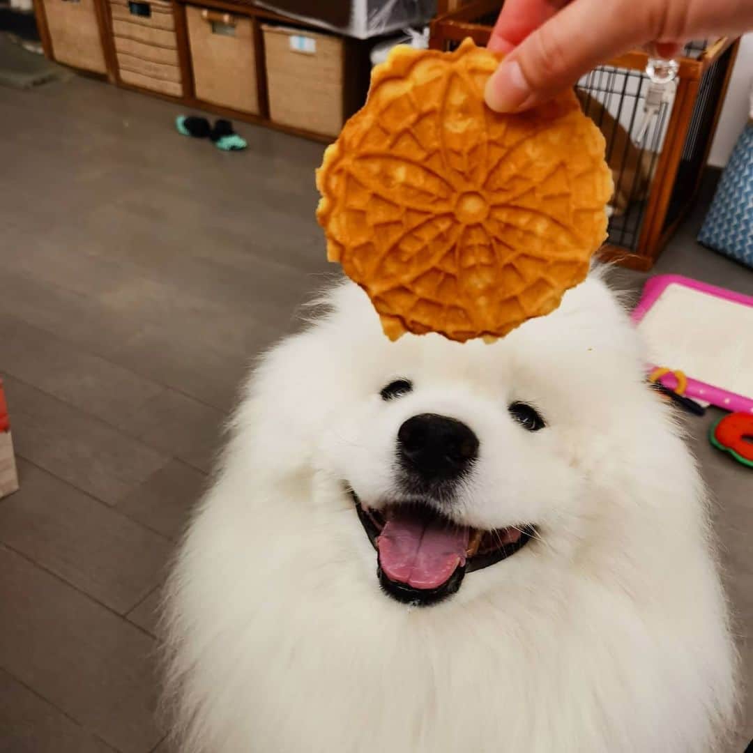 のインスタグラム：「Yummy 😋😋😋 #cute #dog #doglover #dogsofinstagram #dogoftheday #dogofthedayjp #dogstagram #fluffy #hkig #hongkong #ilovemydog #instadog #instagood #instamood #instagraphy #shibainu #samoyedoninstagram #pet #petlovers #petsofinstagram #petstagram #photooftheday #puppy #pupsofinstagram #samoyed #samoyedsofinstagram #webstagram #犬 #サモエド」