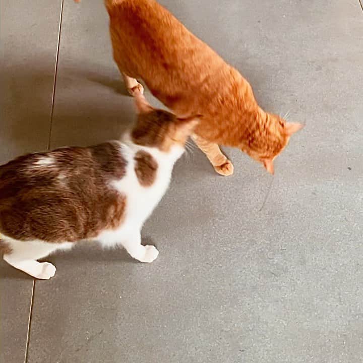 Katetsaiのインスタグラム：「假摔 Diving  #麥摳假球打慣了 #假車禍 #ㄟ為何麥摳都跟假有關啊 #麻吉緊來酸  #cat #neko #ネコ #ねこ #猫  #Machifansclub #麻吉Machi  #Michaelfansclub#麥摳Michael #catsofinstagram #katetsaivideo」