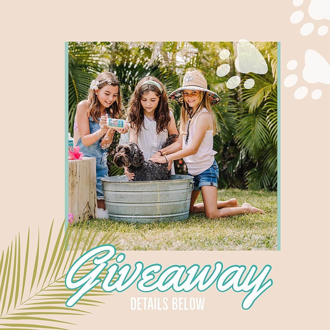 Lanikai Bath and Bodyさんのインスタグラム写真 - (Lanikai Bath and BodyInstagram)「🤍𝗚𝗜𝗩𝗘𝗔𝗪𝗔𝗬 🤍 Enter below!   🎄Deck the Howls! 🐶  Calling all pet parents! Let’s not forget about our furry friends this season. Enter to WIN a 𝚑𝚘𝚠𝚕𝚒𝚍𝚊𝚢 𝚙𝚛𝚒𝚣𝚎 𝚙𝚊𝚌𝚔! Get your dog’s tail wagging this Christmas!  [ʜᴏᴡ ᴛᴏ ᴇɴᴛᴇʀ]  1️⃣Follow @lanikaibathandbody 2️⃣Like this pic 3️⃣Tag your friends (1 tag= 1 entry) 🌟 Share the post to your story for 10 extra entries   🐕𝚙𝚛𝚒𝚣𝚎 𝚙𝚊𝚌𝚔 𝚒𝚗𝚌𝚕𝚞𝚍𝚎𝚜:   -Aloha Dog Company Leash and Collar -Our signiture Poi Dog Shampoo -Aloha Dog Company Bone & Honu soft plush toys -5 mini travel shampoos to gift to your furry friends…great stocking stuffers!  Contest ends December 16h at Midnight (PST). Disclaimer: This giveaway is not affiliated with Instagram in anyway. The giveaways not affiliated or sponsored by any brands listed there. Prize designs are also subject to stock at time of winning.   🌴Mele Kalikmaka from all of us at Lanikai Bath and Body  #dogshampoo #labradoodle #doodle #puppy #love #lanikai #hawaii #natural #organic #mango #dogs #bathtime #spa #giveaway #free #win #contest #hawaiigiveaway #giveawaychristmas #dogsofinstagram #dogsofinsta #dog #furryfriends」12月15日 14時42分 - lanikaibathandbody