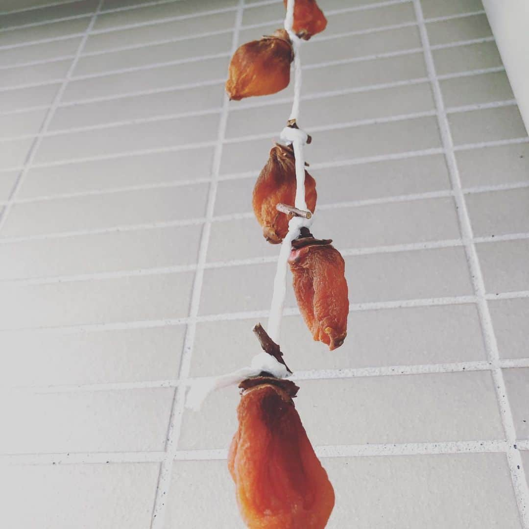 肘井美佳さんのインスタグラム写真 - (肘井美佳Instagram)「Dried persimmons seem to be ready toeat!  あっという間に12月になり、 干し柿作りから2週間…  もうそろそろ出来上がりの予感！ どんどん小さくなっていく〜  干して1週間後と2週間後に、柿をモミモミしました。 周りが乾燥して、中が柔らかくなっていて…タネのあったところ？がゴリゴリしていたけど揉んだら柔らかくなりました。甘さが均一になるのかな？  今週中に収穫だー たのしいね😊  #driedpersimmon  #始めての干し柿 ＃1枚目が1週間後、2枚目が2週間後の柿 #大きな鍵を使わないと最終的に小さくなりすぎる ＃干して1週間後の柿も美味しそうだった… #来年はたくさん作って実験しよう」12月15日 14時52分 - mikahijii