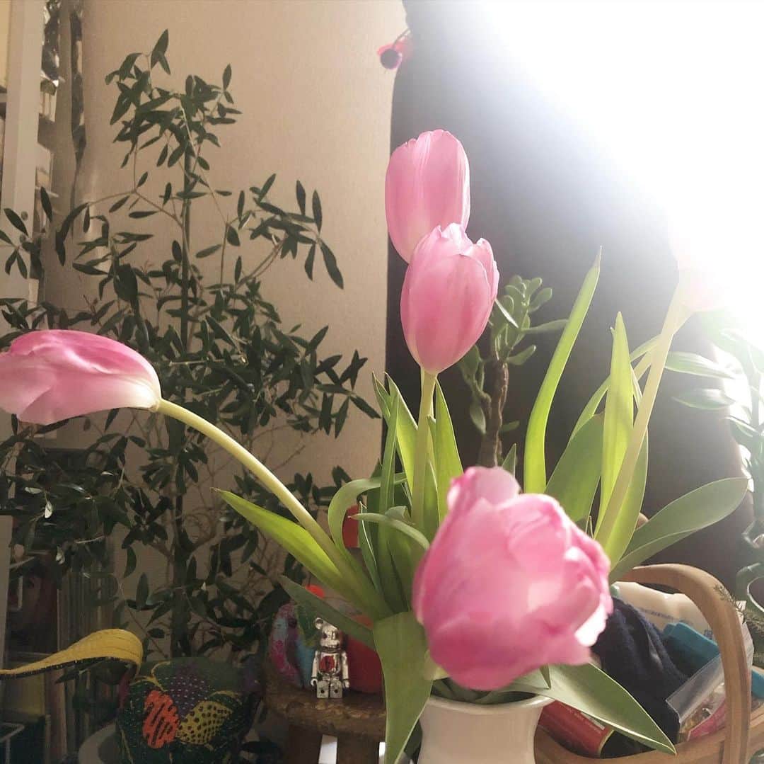 阿部洋子さんのインスタグラム写真 - (阿部洋子Instagram)「🌷🌷🌷 チューリップがいい感じに開いてきた。 奔放でよき♡ 自由に花ひらく。  そんなことを思いながらひと息。  今日はこれから怒涛の収録三昧。 長い一日やー 年末ですな。  #今日のお花  #tulips」12月15日 14時57分 - hirocoring