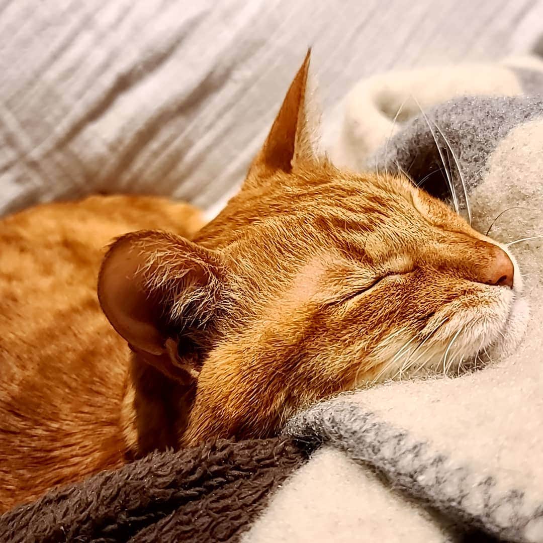 小高亮さんのインスタグラム写真 - (小高亮Instagram)「とろけちゃった寝顔。  #ねこ #cat」1月13日 20時49分 - odaka_p