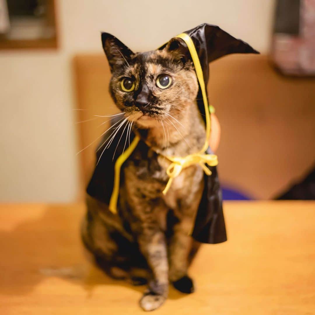 Sherryのインスタグラム：「ㅤㅤㅤㅤㅤㅤㅤㅤㅤㅤㅤㅤㅤ ㅤㅤㅤㅤㅤㅤㅤㅤㅤㅤㅤㅤㅤ 家でねこちゃんと ゆったり過ごしたい…🐈❤︎ ㅤㅤㅤㅤㅤㅤㅤㅤㅤㅤㅤㅤㅤ ㅤㅤㅤㅤㅤㅤㅤㅤㅤㅤㅤㅤㅤ」