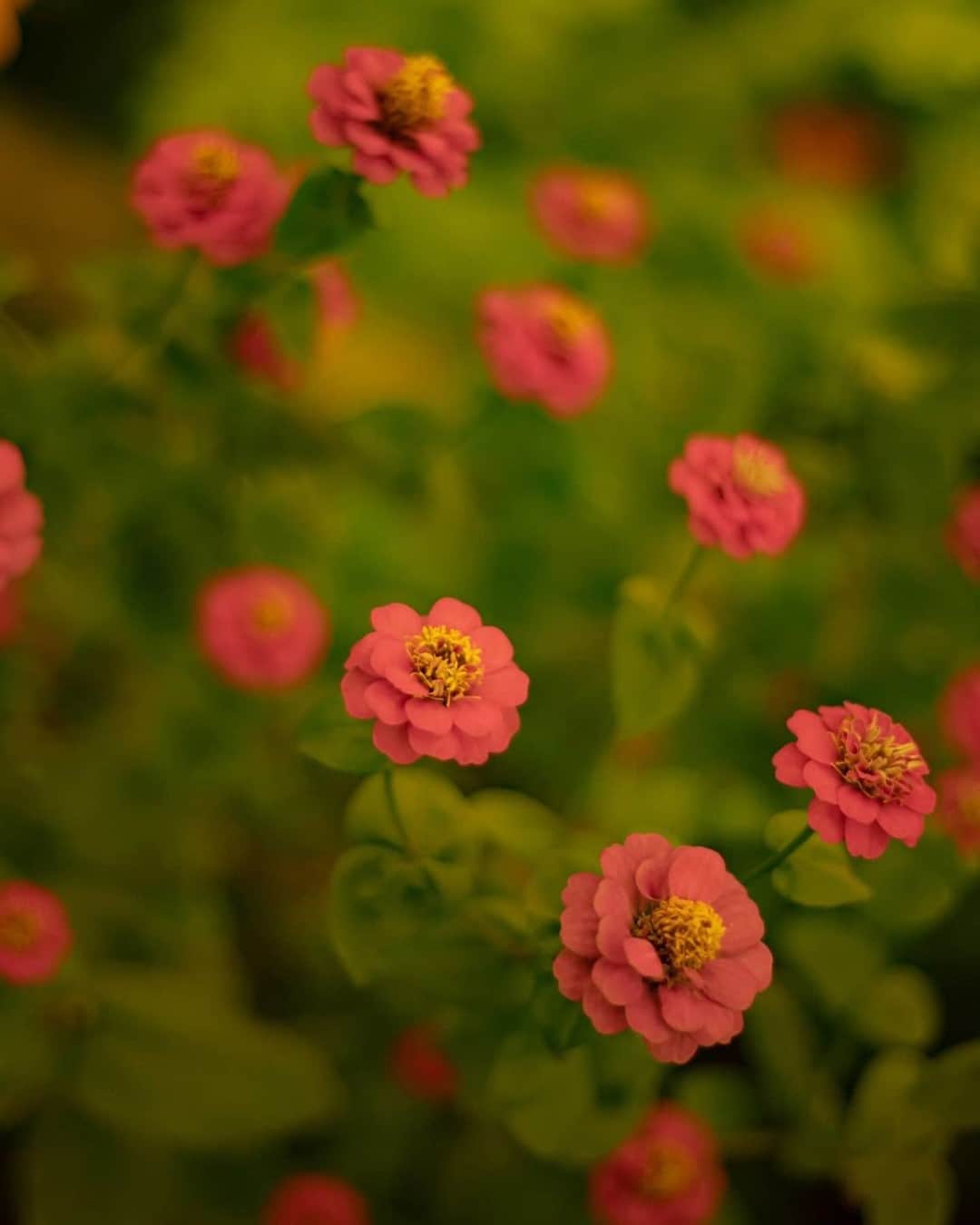 花の写真館のインスタグラム：「Photo by @kayo.photoaka.⠀ https://instagram.com/kayo.photoaka/⠀ .⠀ Original Post[投稿いただいたURL]⠀ https://www.instagram.com/p/CIy3jivgAdC/⠀ .⠀ 本アカウントは、 #私の花の写真 をつけてInstagramに投稿された皆さまの花の写真や、「花の写真館」Facebookページで投稿された花の写真を紹介します。⠀ 「花の写真館」Facebookページは、「 @floral.photograph 」のプロフィールにあるURLからご覧ください。⠀ .⠀ ※各自、政府、自治体など公的機関の指示に従った行動をお願いします。⠀⠀ 東京カメラ部および分室では、写真を「見る楽しみ」を提供することを通して、微力ながら皆様にわずかな時間でも癒しをお届けしたいと思っております。⠀ ※本アカウントは東京カメラ部がFacebook、Instagramのサービスを利用して運営しているもので、Facebook社・Instagramとは一切関係ありません。⠀ .⠀ #花の写真館 #floralphotograph #floralphoto #flower #flowers⠀ Follow: @floral.photograph」