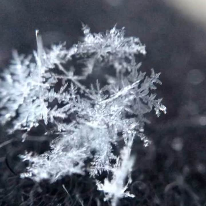 平地真菜のインスタグラム：「雪の結晶が解ける様子を ずーーーーーーーーっと眺めています👀  事務所のブログに雪の結晶を撮影する際のポイントをまとめました！「森田ブログ　雪の結晶」で検索してみてください😇！  撮影は長崎市　 スマホにマクロレンズをつけて撮影しました。 1月8日から9日です❄️  #長崎 #雪」