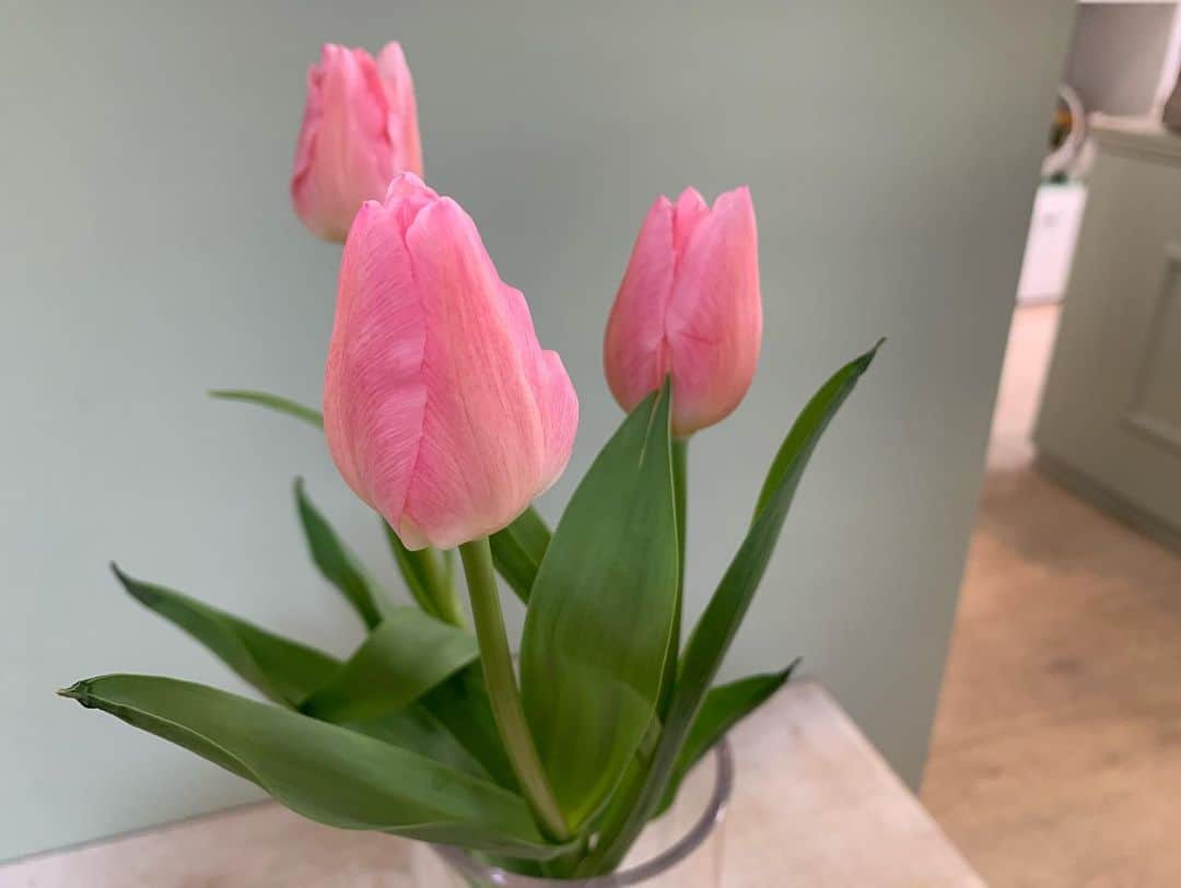 澤田愛美さんのインスタグラム写真 - (澤田愛美Instagram)「. スーパーJチャンネルABA 毎週水曜日は「きょうの花日記」🌸  今回は春を代表する花、チューリップ🌷 切り花として花屋に出回るのは主に12月から3月です✍️  チューリップの大きな特徴は 買ってきた姿がそのまま続く訳ではないところ。 花びらが開いたり閉じたり、光に向かって動いたり、 切り花でも茎が伸びたり！ 毎日姿を変えていくのも魅力の1つです。 そして咲き方も様々😳✨  雪が深い今、チューリップが一足早く 春気分を味わわせてくれそうですね😊   #チューリップ   #花のある暮らし   #スーパーjチャンネルaba」1月13日 19時42分 - amy____oxox