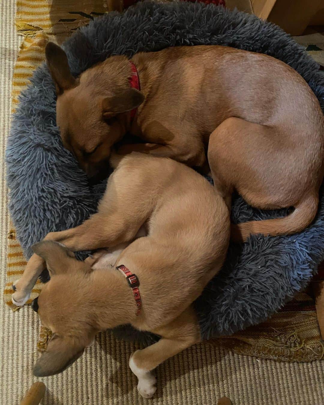 岡田美里さんのインスタグラム写真 - (岡田美里Instagram)「同居4日目。 初めて2人で同じクッションに✨  #クックとミトン #姉妹  #姉妹ママ  #puppy  #puppylove」1月13日 19時44分 - millieokada