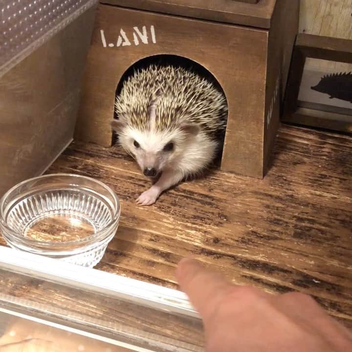 のインスタグラム：「手が出ちゃう系女子のレイちゃんです。  #ハリネズミのレイ #ハリネズミ #はりねずみ #ハリネズミのいる暮らし #ハリフル #モフモフ部 #hedgie #hedgehog #hedgehogs #hedgehoglove #hedgehogsofinstagram #Igel #hérisson #riccio #erizo #lei」