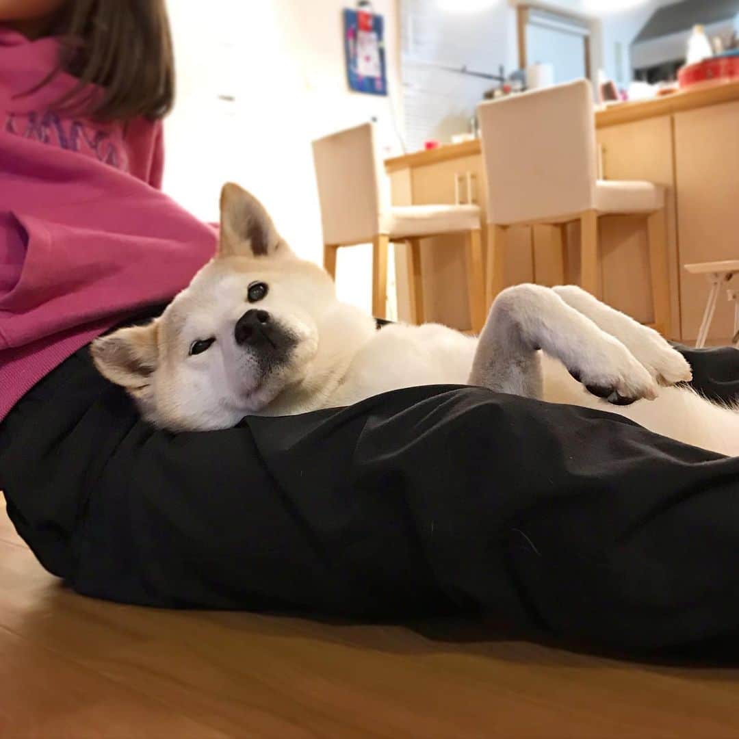柴犬リリコのインスタグラム：「13歳になりヘソ天を習得したリリコさんです😂 #うらめしば  #保護犬の成長  もしかしてかんたん床暖にしたからかな？🤭」