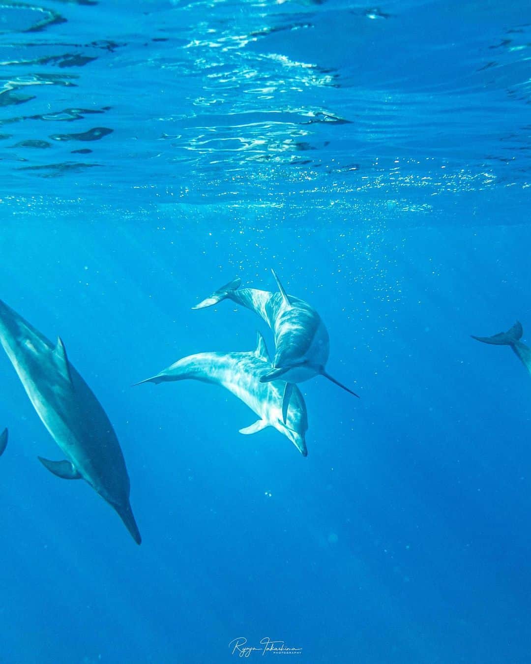 Ryoyaのインスタグラム：「🐬🐬🐬🐬🐬🐬 Wild dolphins Camera #rx100 #sony #spinnerdolphins #hawaii #skindiving #イルカ #ドルフィンスイム #スキンダイビング」