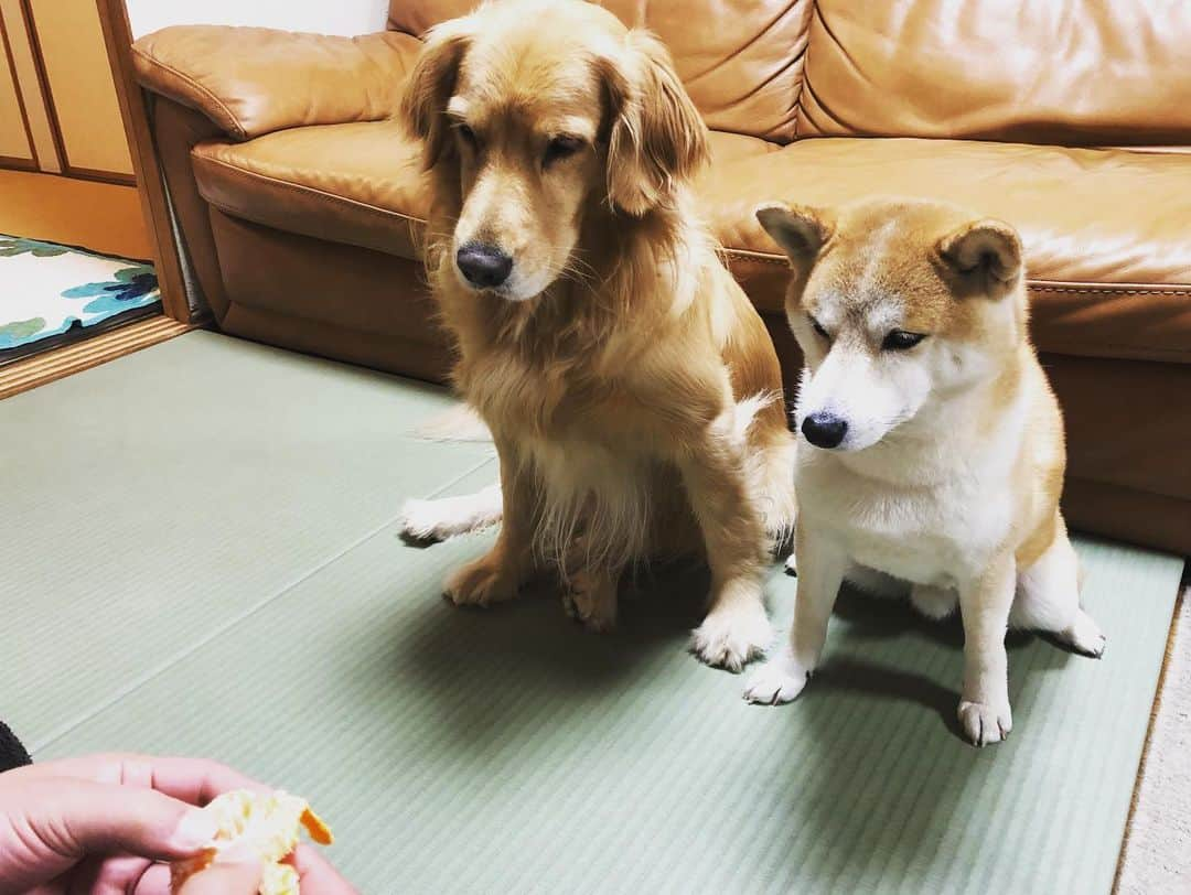 篠原信一のインスタグラム：「ガン見やな😅チョット待ってあげるから🍊  柴犬 #しばいぬ #ゴールデンレトリバー #小鉄とニコの大冒険  #shibainu #goldenretriever #いぬすたぐらむ #いぬのいる暮らし #犬との暮らし #ガン見  #みかん」