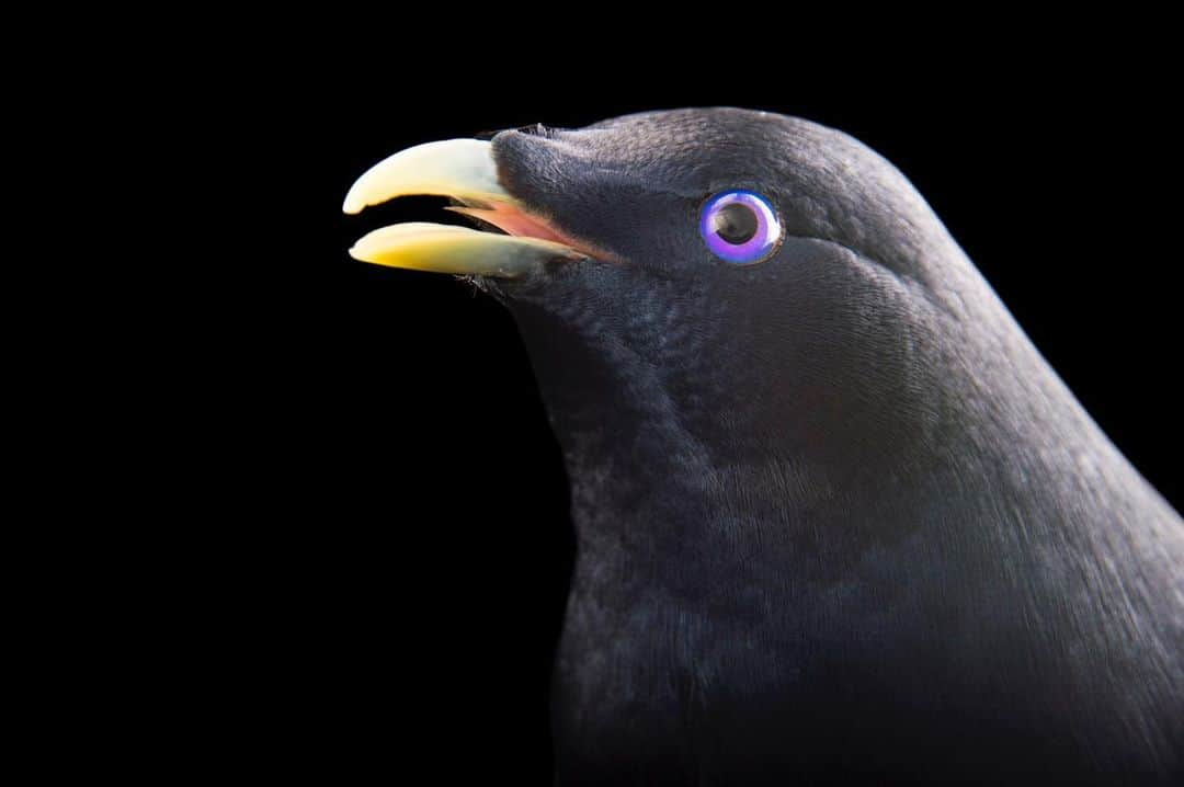 Joel Sartoreさんのインスタグラム写真 - (Joel SartoreInstagram)「Stunning violet-blue eyes are a defining feature of male satin bowerbirds like this one @zoosvictoria. In addition to their beauty, males of this species also display an incredible talent for constructing striking stick structures known as bowers, which are used to attract females during mating season. Bowers are decorated with an assortment of objects including berries, flowers, and even colorful plastic items that capture the attention of females who will ultimately decide on which male they will allow to mate with them. #bird #bowerbird #violet #purple #eye #satin #PhotoArk #savetogether」1月13日 20時27分 - joelsartore