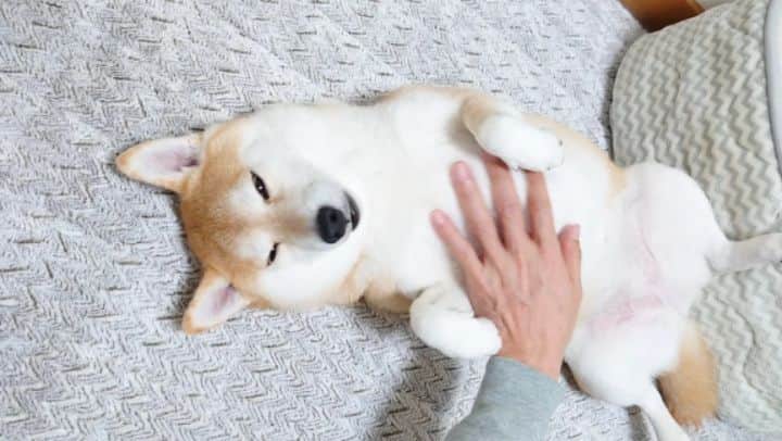 ちゃみのインスタグラム