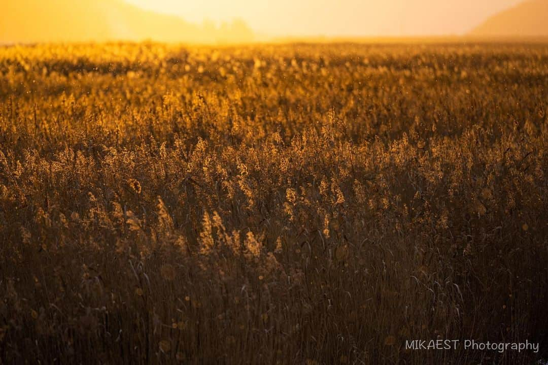 mikaestさんのインスタグラム写真 - (mikaestInstagram)「At sunset . 環境省と東京カメラ部による国立公園の魅力を発信するためのPRに携わっており、先日、三陸復興国立公園での２回目の撮影に行ってきました！ . 草好きのミカエスト氏としては…笑 今回訪れたところでテンションがMAXまで上がった場所です😆 夕陽が沈む時に辺り一面オレンジ色に染まりました🙆‍♀️夕暮れ時に雪も少し降りました❄️場所の全体像は次回のポストでご紹介しますね。少々お待ちを🙇‍♀️ . Nikon Z7 NIKKOR Z 70-200mm f/2.8 VR S #Zcreators . #nationalparksjp2020contest #三陸復興国立公園 #2020年 #12月 . #sunset #葦原 #北上川 #石巻市 #宮城県 .」1月13日 20時36分 - mikaest