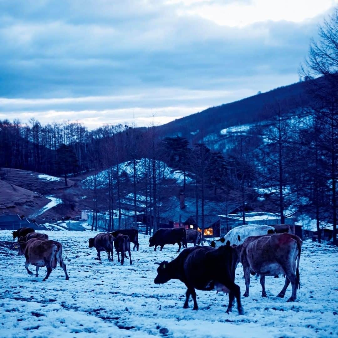 ブルータスさんのインスタグラム写真 - (ブルータスInstagram)「【カスタード特集★発売中】 冬の朝、”素材から最も近い場所で生まれるカスタード”が誕生する現場を訪ねました。 季節で味が変わる、牛と大地が育むプリン。  #BRUTUS　#カスタード　#プリン」1月13日 12時00分 - brutusmag