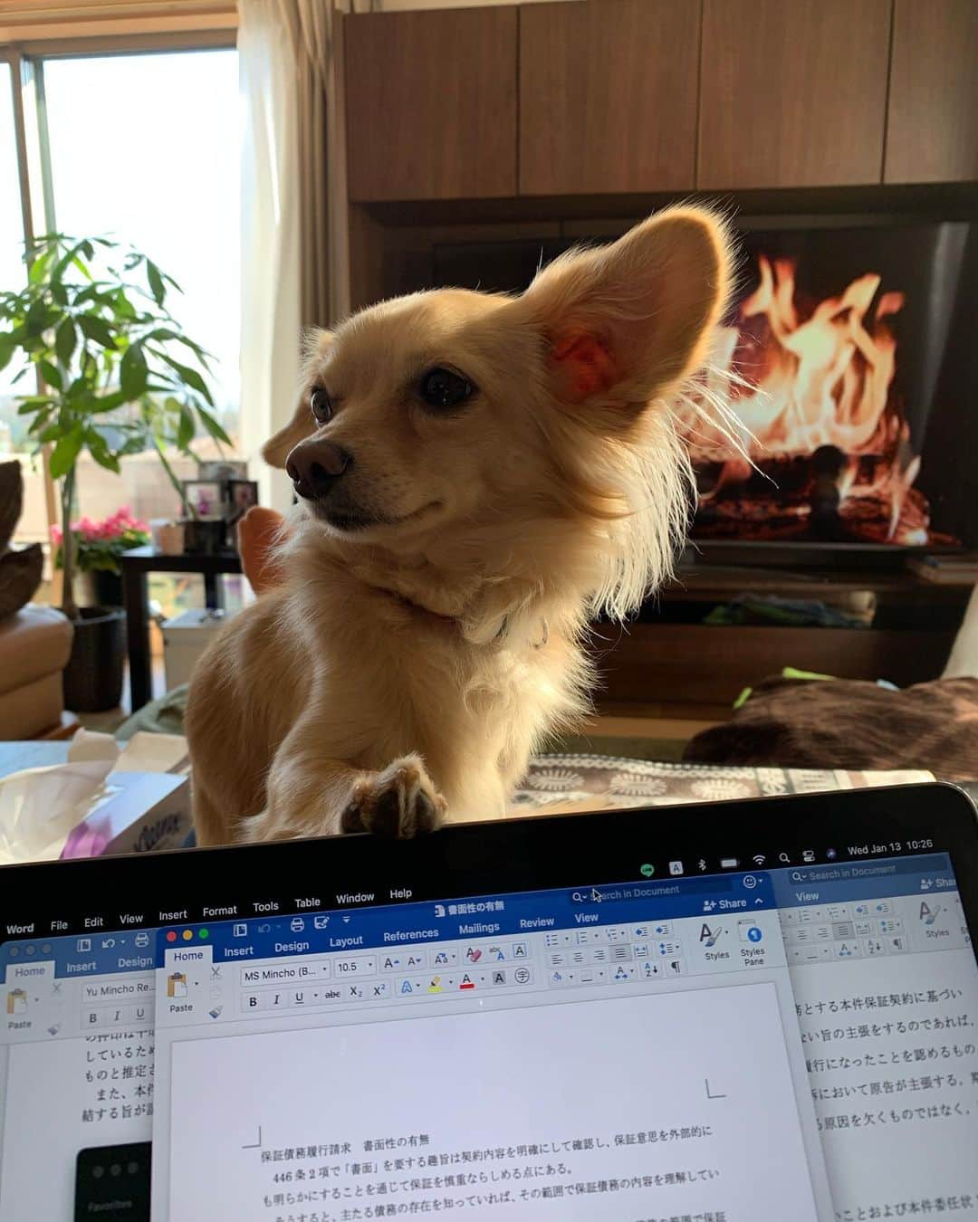 瀬川アニータのインスタグラム：「wfh has spoiled the lil boi」
