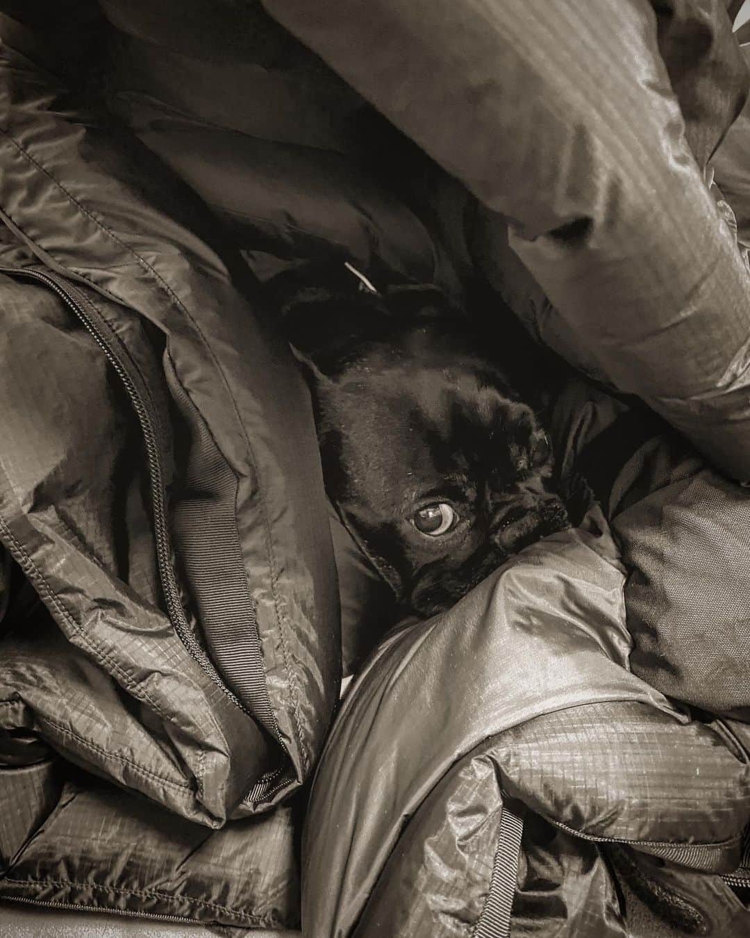 佐々木明のインスタグラム：「【French bulldog】 人が大好き 犬が大好き ママが大好き 食べ物大好き 走るの大好き 健康優良女子推定3、4歳の @boluko_usain ボル子です。 趣味は「爆睡」と秘儀「顔面レロレロ」です。  #保護犬 #保護犬出身  #フレブル #フレンチブルドック  #frenchbulldoglife  #溺愛されているワンコ」