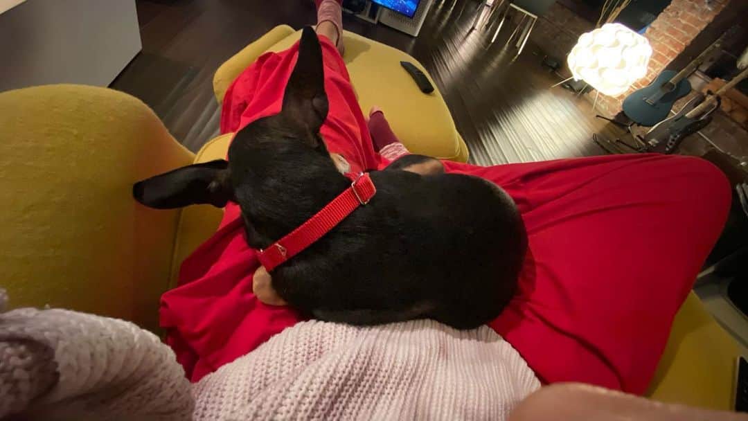 仲宗根梨乃さんのインスタグラム写真 - (仲宗根梨乃Instagram)「❤️Yes this is the dog version of “co-dependent” relationship #ilovemydog #daughter #gatchan」1月13日 12時28分 - rinokinawa