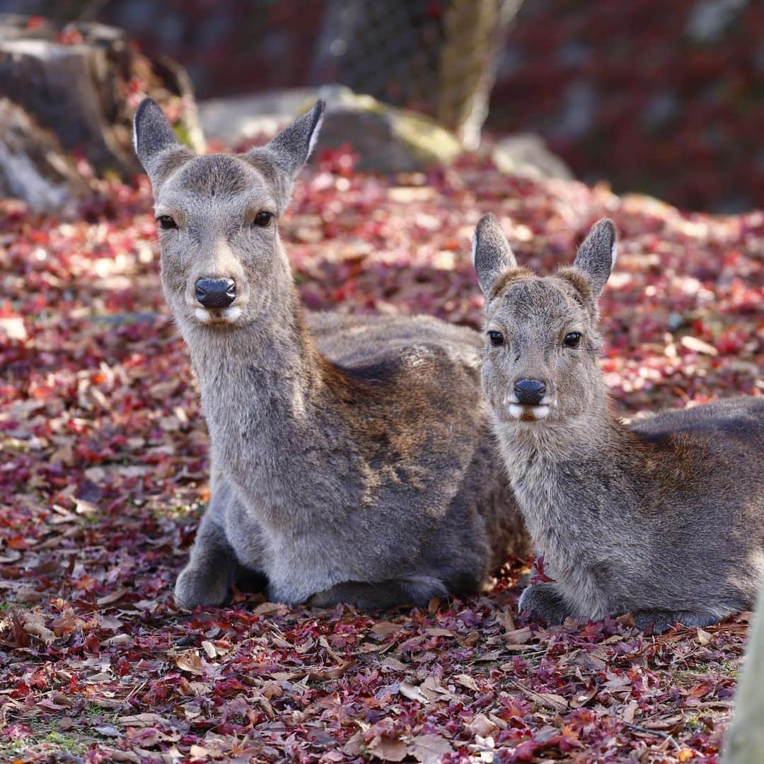 kazutakahamazatoのインスタグラム：「去年の奈良公園にて。 今頃はこの子たちも寒さに震えてるだろうか❄️ 早く観光客が戻って、たくさん鹿せんべいもらえますように🙏🏻✨  #鹿  #奈良公園   #equal #三国美容室 #三国 #キッズルーム #子連れでいける  #hair#hairstyle #スタッフ募集 #縮毛矯正が得意  #コタ #COTA #ヘアケア #駅ちか #美容室 #美容室求人 #美容師募集 #スタイリスト募集 #アシスタント募集 #メンズ  #メンズヘア #ボブ #子供カット #トリートメント  #トキオトリートメント #酸性ストレート  #酸性デジタルパーマ #ヘアドネーション #写真好きな人と繋がりたい」