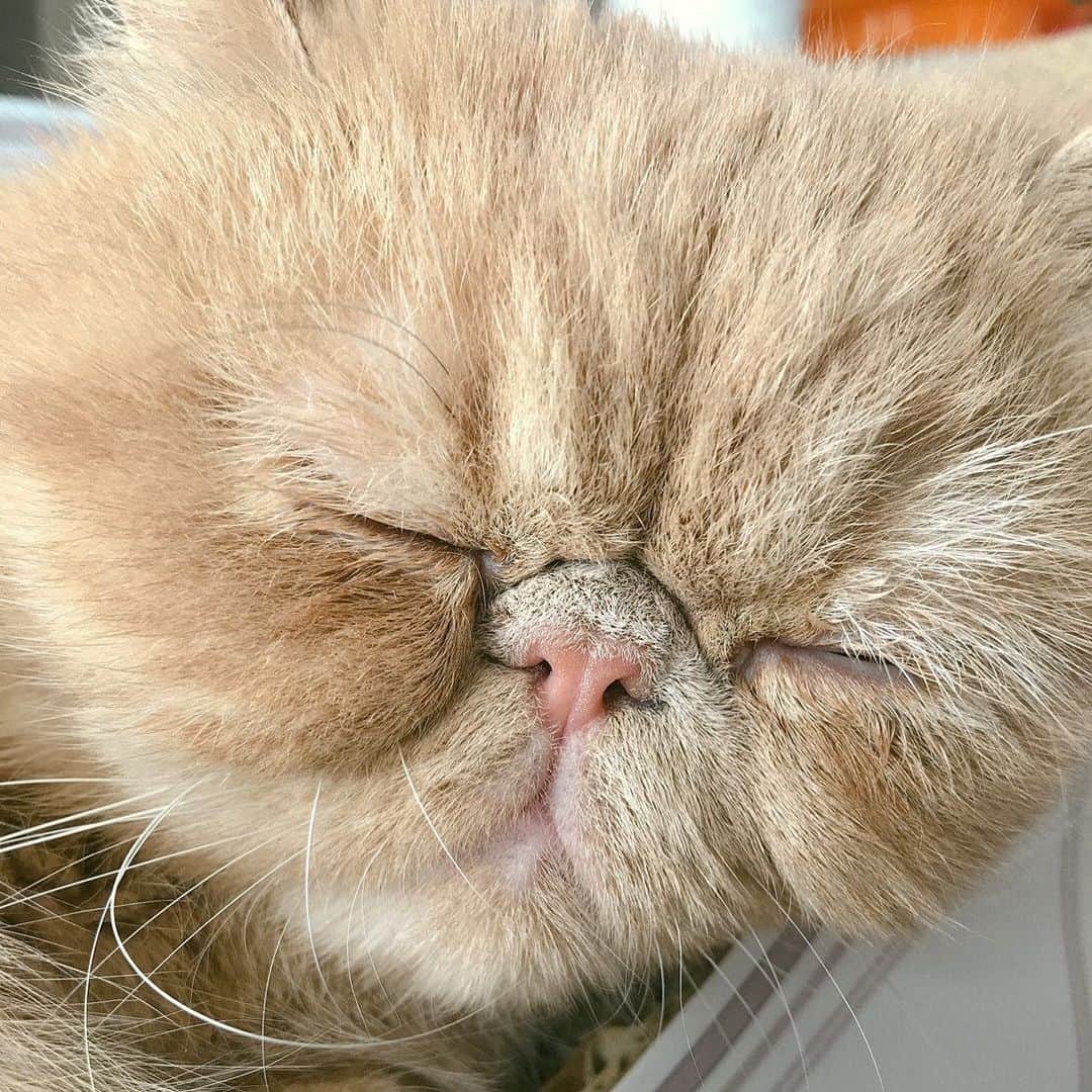 デカキンさんのインスタグラム写真 - (デカキンInstagram)「ぶさ可愛い。。。 #cat #ブチャ吉  #もはやスターウォーズのヨーダ」1月13日 13時12分 - dekakin