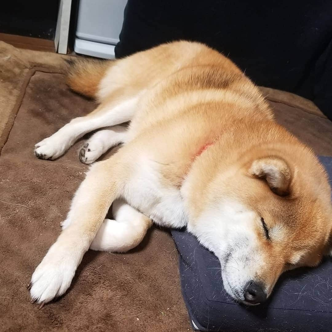 柴犬たま Shibainu Tamaさんのインスタグラム写真 - (柴犬たま Shibainu TamaInstagram)「すやすや…🐶💤 ﻿ Caption trans🇬🇧﻿﻿﻿﻿﻿﻿﻿﻿﻿﻿﻿﻿﻿﻿﻿ sleep…🐶💤 ﻿ #柴犬たま #たママ #たまーば #すやすや #寝顔 #柴犬落ちてます﻿ #柴犬 #shiba #shibainu #shibastagram #犬 #dog」1月13日 13時19分 - tama7653