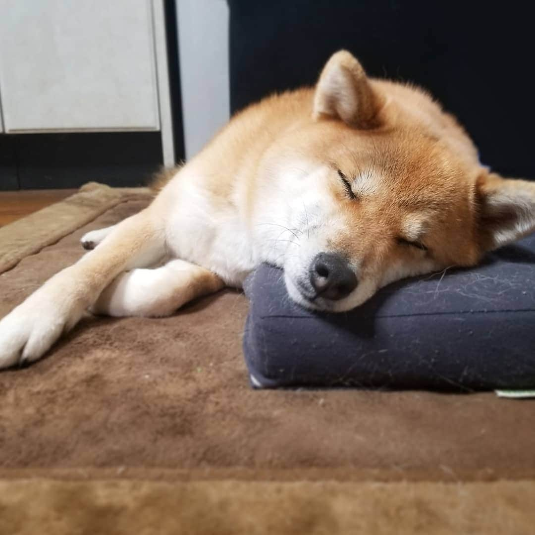 柴犬たま Shibainu Tamaさんのインスタグラム写真 - (柴犬たま Shibainu TamaInstagram)「すやすや…🐶💤 ﻿ Caption trans🇬🇧﻿﻿﻿﻿﻿﻿﻿﻿﻿﻿﻿﻿﻿﻿﻿ sleep…🐶💤 ﻿ #柴犬たま #たママ #たまーば #すやすや #寝顔 #柴犬落ちてます﻿ #柴犬 #shiba #shibainu #shibastagram #犬 #dog」1月13日 13時19分 - tama7653