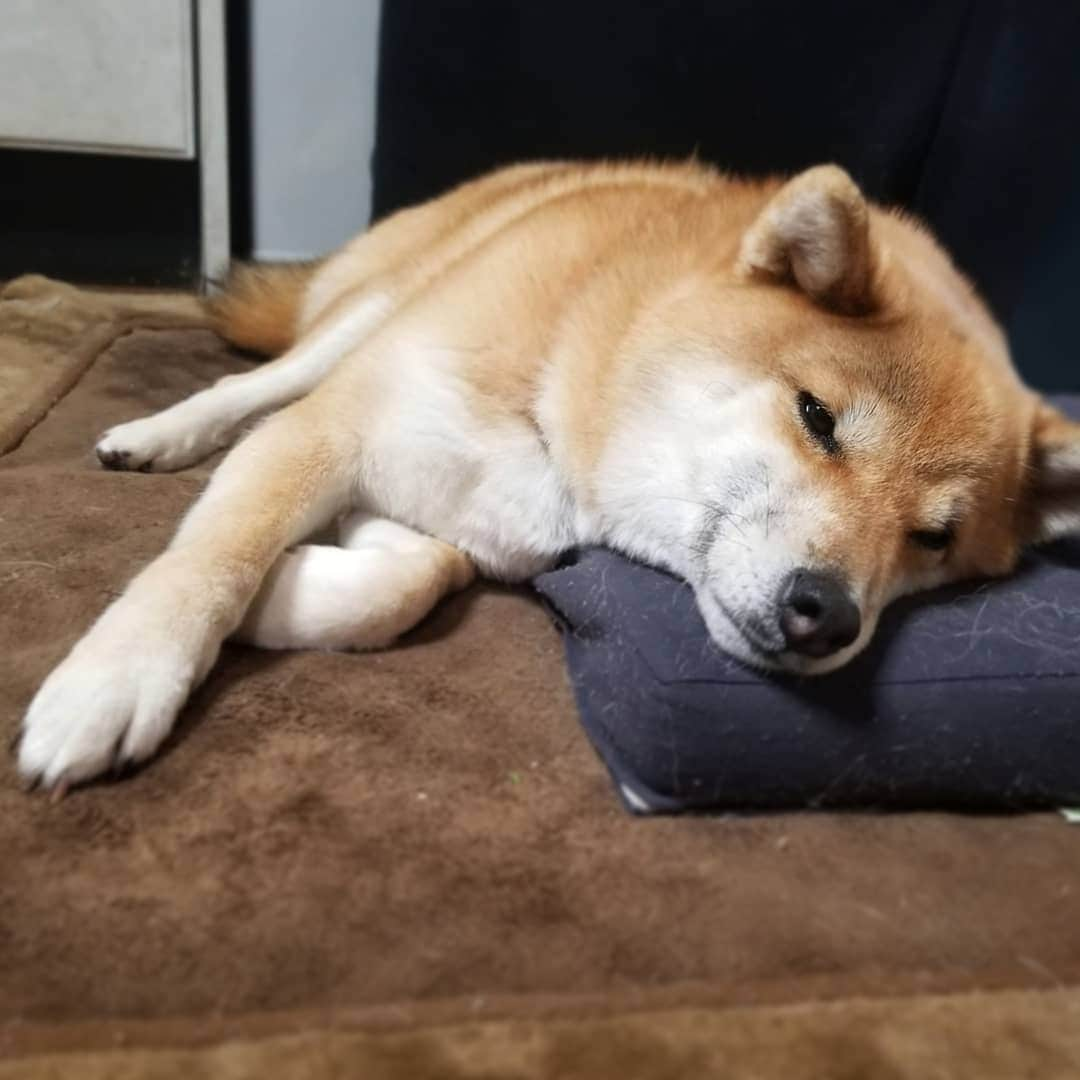 柴犬たま Shibainu Tamaさんのインスタグラム写真 - (柴犬たま Shibainu TamaInstagram)「すやすや…🐶💤 ﻿ Caption trans🇬🇧﻿﻿﻿﻿﻿﻿﻿﻿﻿﻿﻿﻿﻿﻿﻿ sleep…🐶💤 ﻿ #柴犬たま #たママ #たまーば #すやすや #寝顔 #柴犬落ちてます﻿ #柴犬 #shiba #shibainu #shibastagram #犬 #dog」1月13日 13時19分 - tama7653