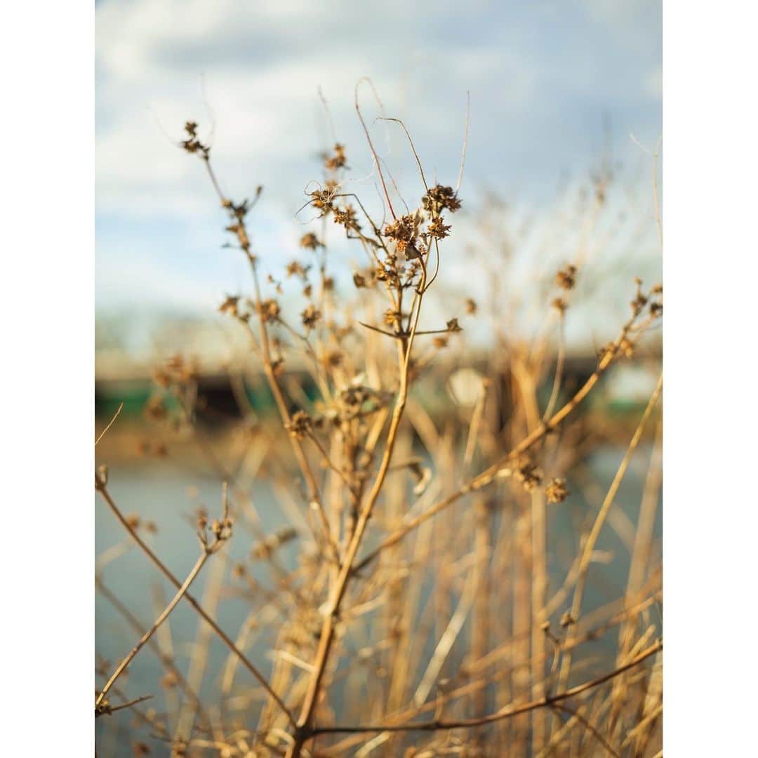 蓮井元彦さんのインスタグラム写真 - (蓮井元彦Instagram)「Riverside landscape」1月13日 13時33分 - motohiko_hasui