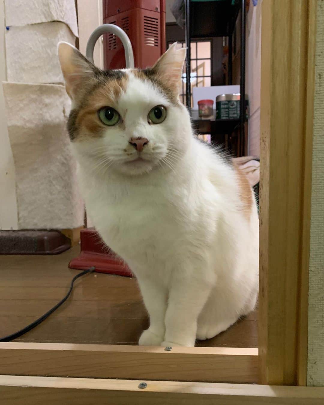 Kachimo Yoshimatsuさんのインスタグラム写真 - (Kachimo YoshimatsuInstagram)「階段上がったらミケ子が見てた。 なあ触らせてくれよ〜と手を出したら、 すっと逃げた。 もうすぐ家に入って3年！ #うちの猫ら #mikeko #猫 #ねこ #cat #ネコ #catstagram #ネコ部 http://kachimo.exblog.jp」1月13日 13時44分 - kachimo