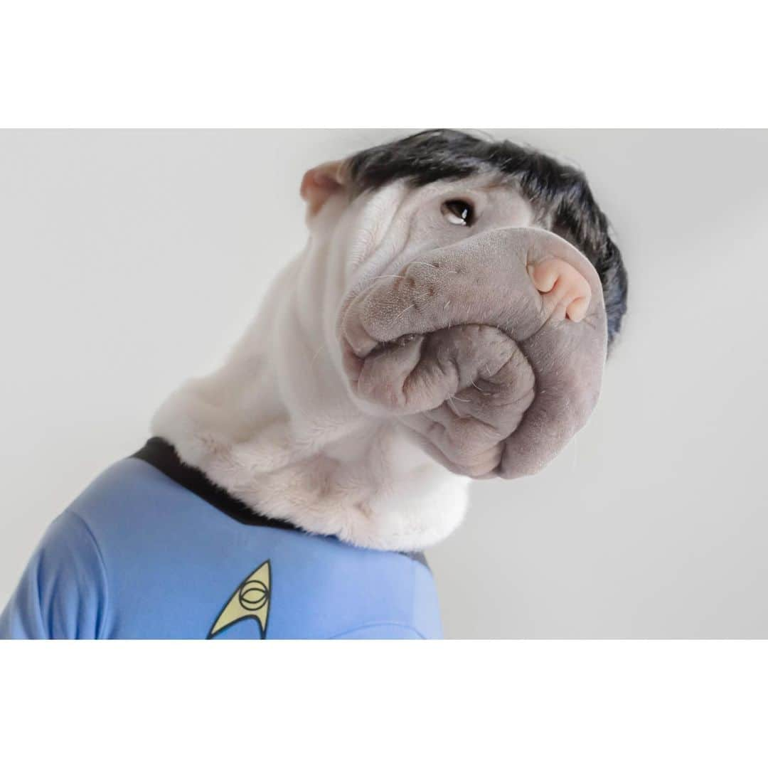 annie&pADdinGtoNさんのインスタグラム写真 - (annie&pADdinGtoNInstagram)「Live long and prosper 🖖🏻 #spock #lambington #dogsincostume #love #wrinkles #sharpei #sharpeisofinstagram #sharpeisofspace #dog #doggo #barked #woof #dogoftheday #dogsofinsta #dogsofinstagram #instagood #weeklyfluff #iloveyoutothemoonandback」1月13日 13時45分 - anniepaddington