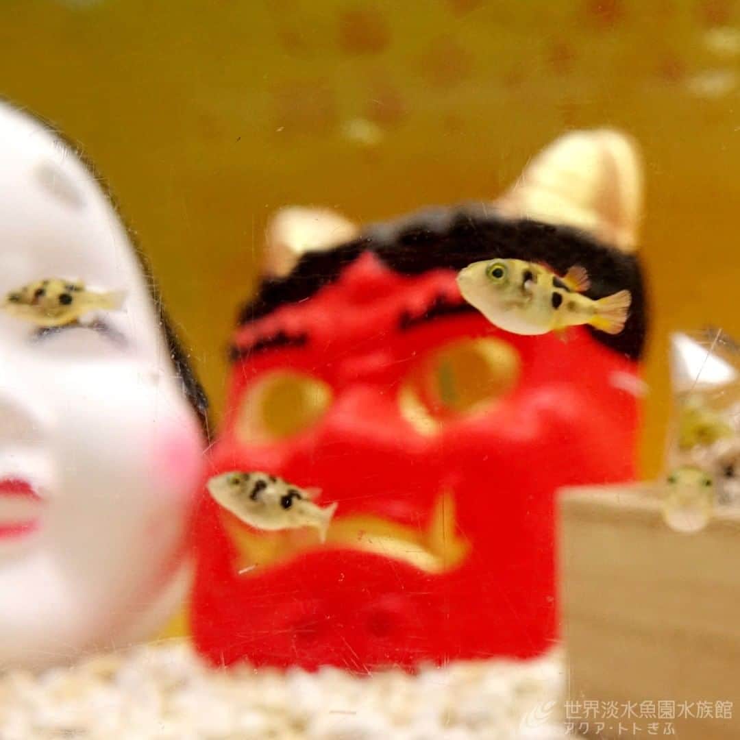 のインスタグラム：「テーマ水槽「アクア・トト ぎふの節分　鬼はうえ　福はした」は今日からスタート。  鬼＝ストロベリーツノガエル 福＝アベニーパファー  どっしりとしたツノガエルと対照的に、たくさんのアベニーパファーがちょこまかと泳ぐ様子が見ていて楽しい水槽です。詳しくはHPをご覧ください。  #アクアトト #アクアトトぎふ #アクアトト岐阜#aquarium#水族館#節分」