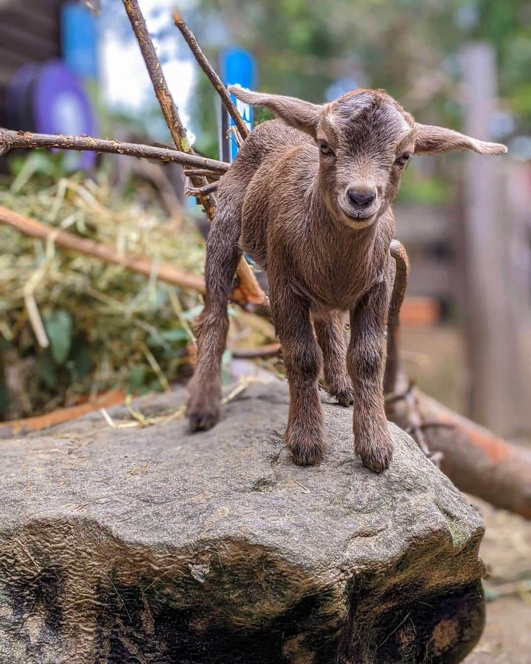 タロンガ動物園さんのインスタグラム写真 - (タロンガ動物園Instagram)「Our Marine Mammal Team weren't the only ones welcoming a December baby! We would like you to give a warm welcome to Backyard to Bush's latest arrival Coco 😊💕  Be sure to check her out on your next visit to Taronga! Get your tix now via our link in bio.  📸 via keeper Libby  #forthewild」1月13日 14時00分 - tarongazoo