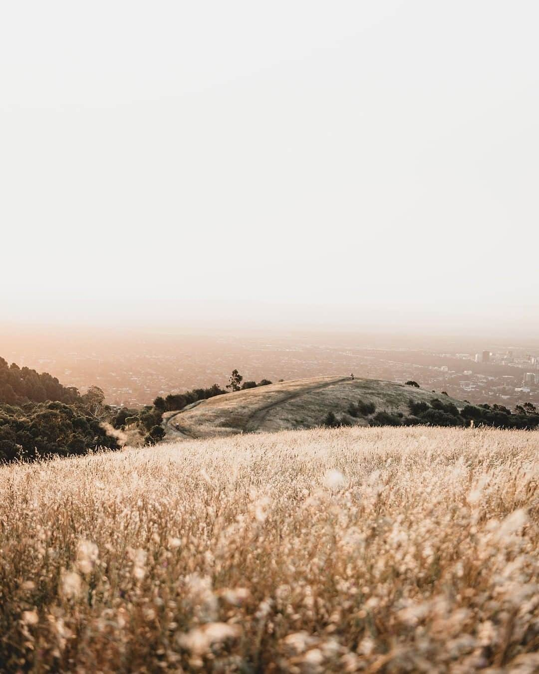 Nikon Australiaさんのインスタグラム写真 - (Nikon AustraliaInstagram)「"The borders had finally opened and we headed to Adelaide. Our good friends who live in Adelaide had a list of places we had to see during our holiday.   One evening after a day exploring the Barossa and surrounds, we decided we'd head to Mount Osmond for sunset. Sunset looked promising. I couldn't believe my eyes when we got there... the golden light was perfect, there was the most incredible tree surrounded by long golden grass and views of Adelaide as far as the eye could see. It was a photographers paradise." - @lucychampion   Camera: Nikon Z 6 Lens:  AFS NIKKOR 24-70mm f/2.8E ED VR Settings: f/2.8  1/400s  ISO 200  #Nikon #MyNikonLife #NikonAustralia #NikonZ6 #Z6 #ZSeriesAU #TravelPhotography #Sunset #HikingAustralia #GoldenHourPhotography」1月13日 14時30分 - nikonaustralia