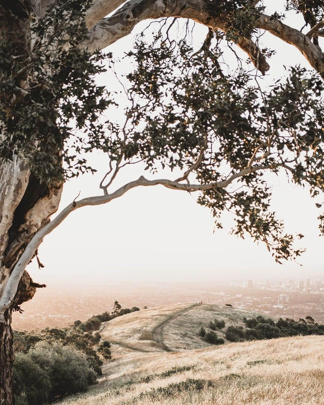 Nikon Australiaさんのインスタグラム写真 - (Nikon AustraliaInstagram)「"The borders had finally opened and we headed to Adelaide. Our good friends who live in Adelaide had a list of places we had to see during our holiday.   One evening after a day exploring the Barossa and surrounds, we decided we'd head to Mount Osmond for sunset. Sunset looked promising. I couldn't believe my eyes when we got there... the golden light was perfect, there was the most incredible tree surrounded by long golden grass and views of Adelaide as far as the eye could see. It was a photographers paradise." - @lucychampion   Camera: Nikon Z 6 Lens:  AFS NIKKOR 24-70mm f/2.8E ED VR Settings: f/2.8  1/400s  ISO 200  #Nikon #MyNikonLife #NikonAustralia #NikonZ6 #Z6 #ZSeriesAU #TravelPhotography #Sunset #HikingAustralia #GoldenHourPhotography」1月13日 14時30分 - nikonaustralia