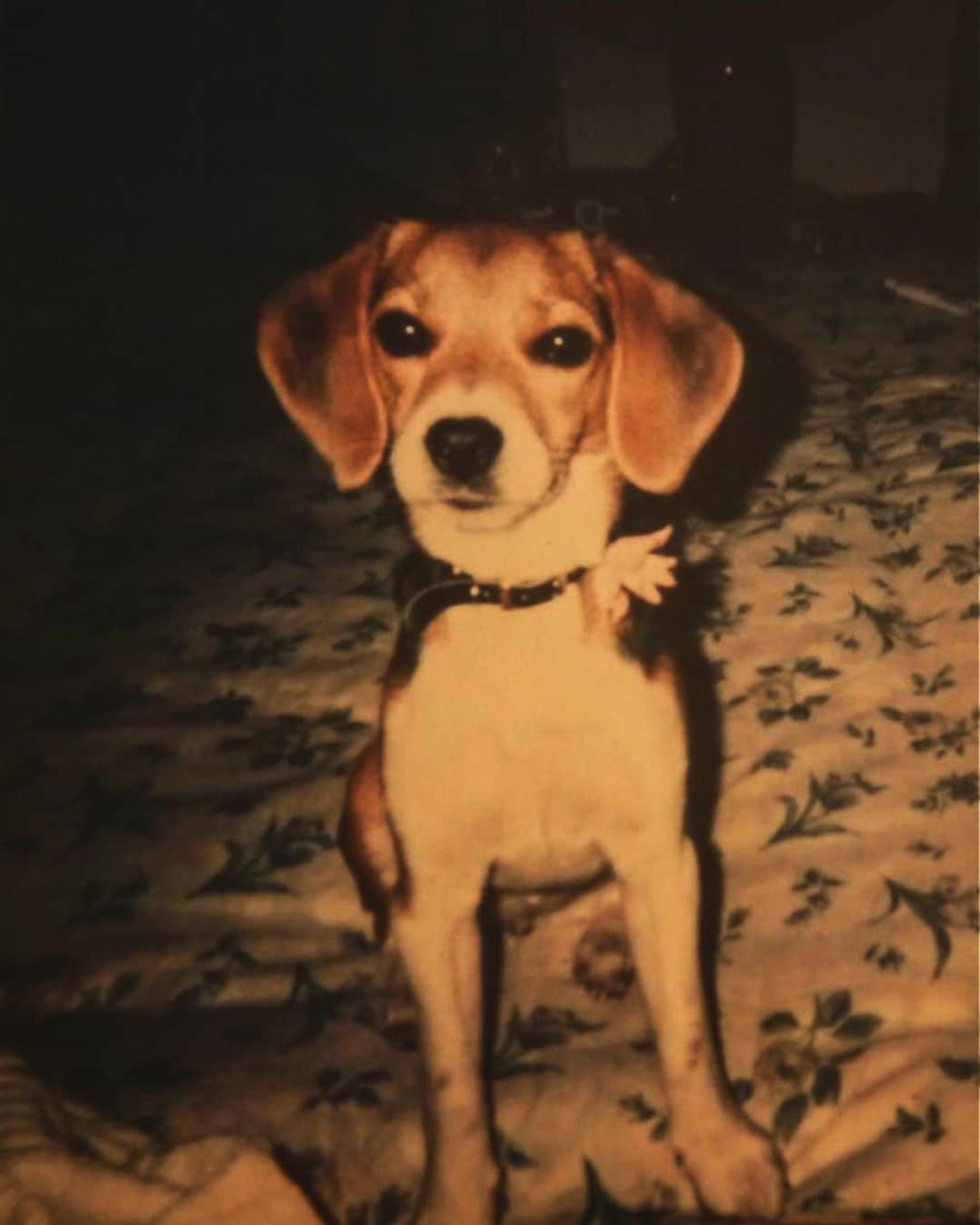 小林尊のインスタグラム：「1月13日 愛犬の命日🐾 優しくておっとり 8th anniversary of my beloved dog’s death  A sweet and calm natured creature who got along with other dogs.. and love to eat.」