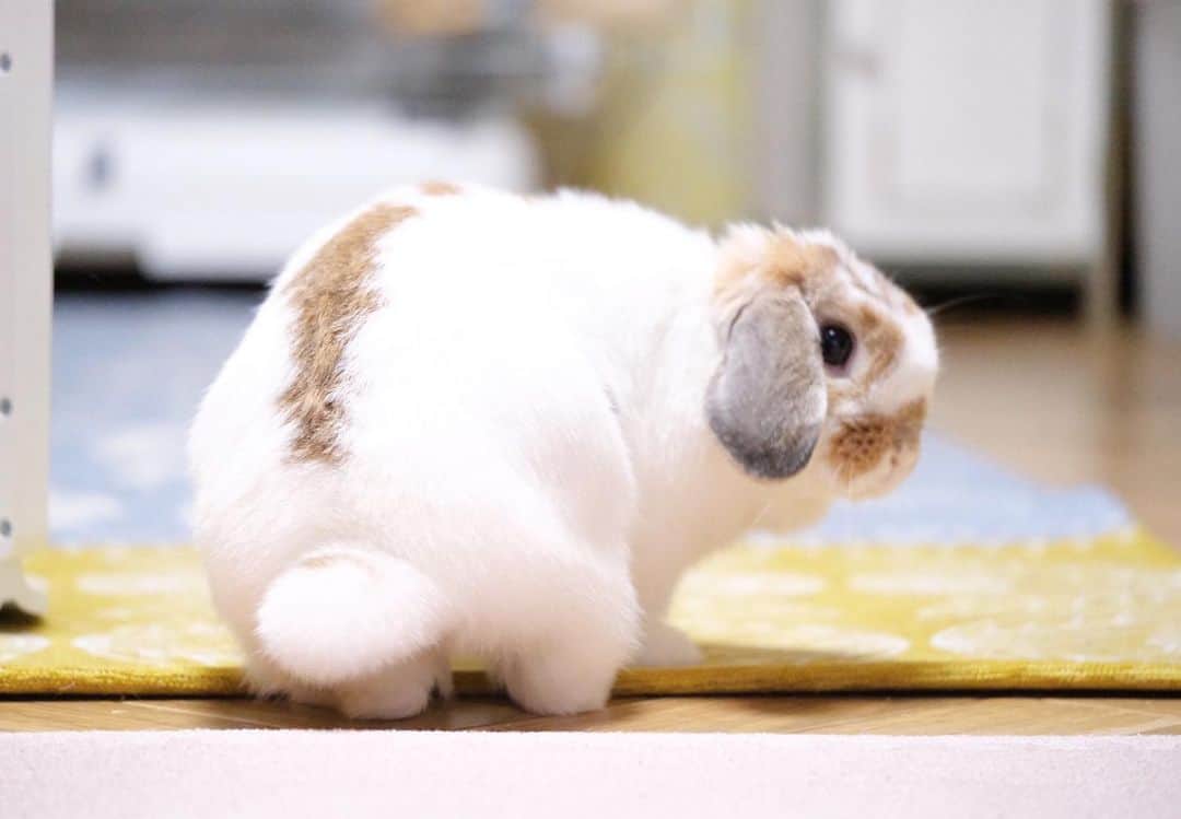 usagraphのインスタグラム：「🐶呼んだかにょ？  ＊ ＊ ＊ #うさぎ　#rabbit #bunny #ふわもこ部  #WeeklyFluff #igersjp  #tokyocameraclub #東京カメラ部  #神戸カメラ部  #bunnystagram  #うさぎ部 #ホーランドロップ #hollandlop  #ファインダー越しの私の世界 #art_of_japan #myfujilove  #今日もx日和」