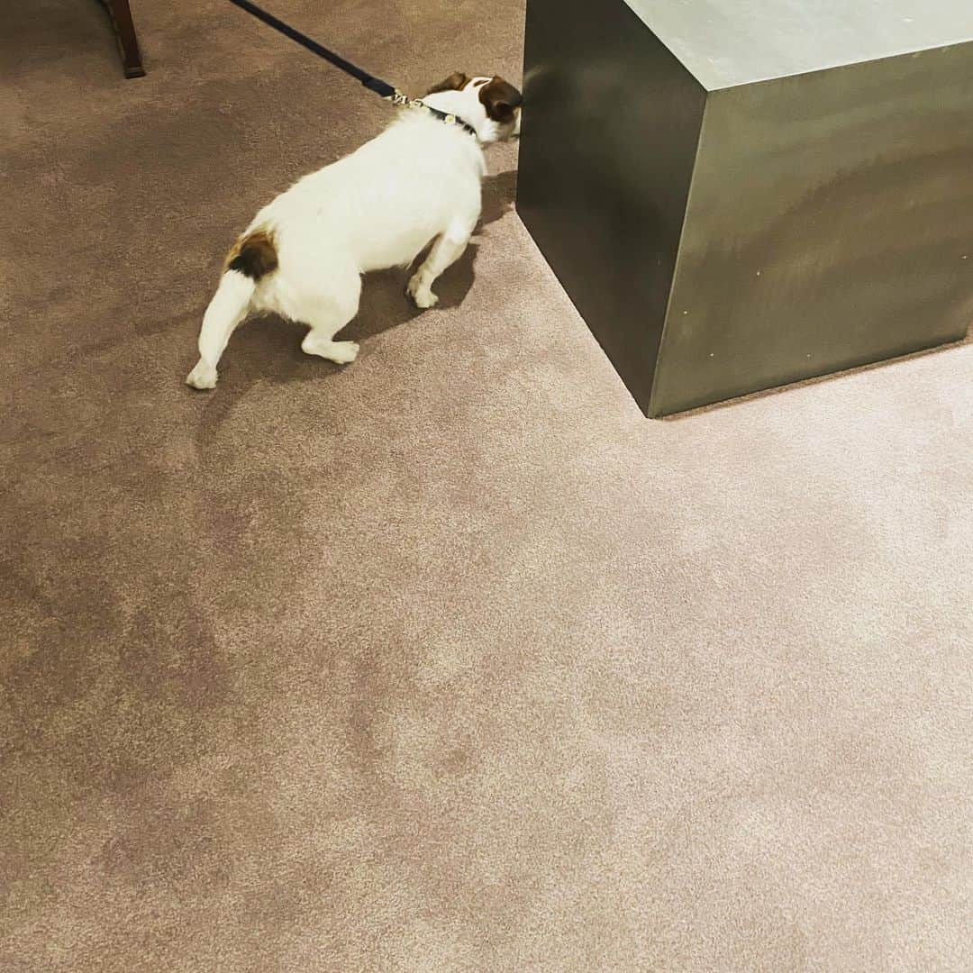 伊藤まさこのインスタグラム：「年末、ブイ子にばったり会ったんでした😚」