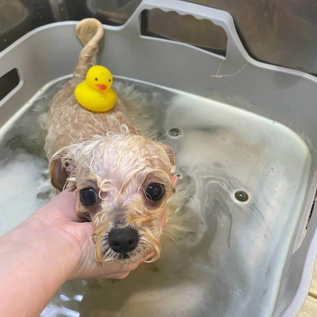 水野友貴さんのインスタグラム写真 - (水野友貴Instagram)「素敵なメリーちゃんができるまで。 お利口さんでした❤ カット前のビフォー写真の5枚目スゴイっ（笑） #チワプー　　  来週避妊手術を控えているメリーちゃん。  #犬のいる暮らし #犬バカ部 #ミックス犬 #ミックス犬同好会 #犬好きな人と繋がりたい #dogstagram #dog #doglover #愛犬との暮らし #愛犬 #相棒 #ハーフ犬mix犬 #ハーフ犬 #いぬのいる暮らし #いぬすきさんと繋がりたい🐶 #いぬ部 #チワプー同好会 #チワプー女の子 #チワプー友の会 #chihuahua #toypoodle #chihuapoo #いぬすたぐらむ #イヌスタグラム  我孫子市青山台にある「tsumugi」さんにやっていただきました。  #我孫子のトリミング #トリミング #トリミングサロン」1月13日 15時54分 - mizunoyuuki