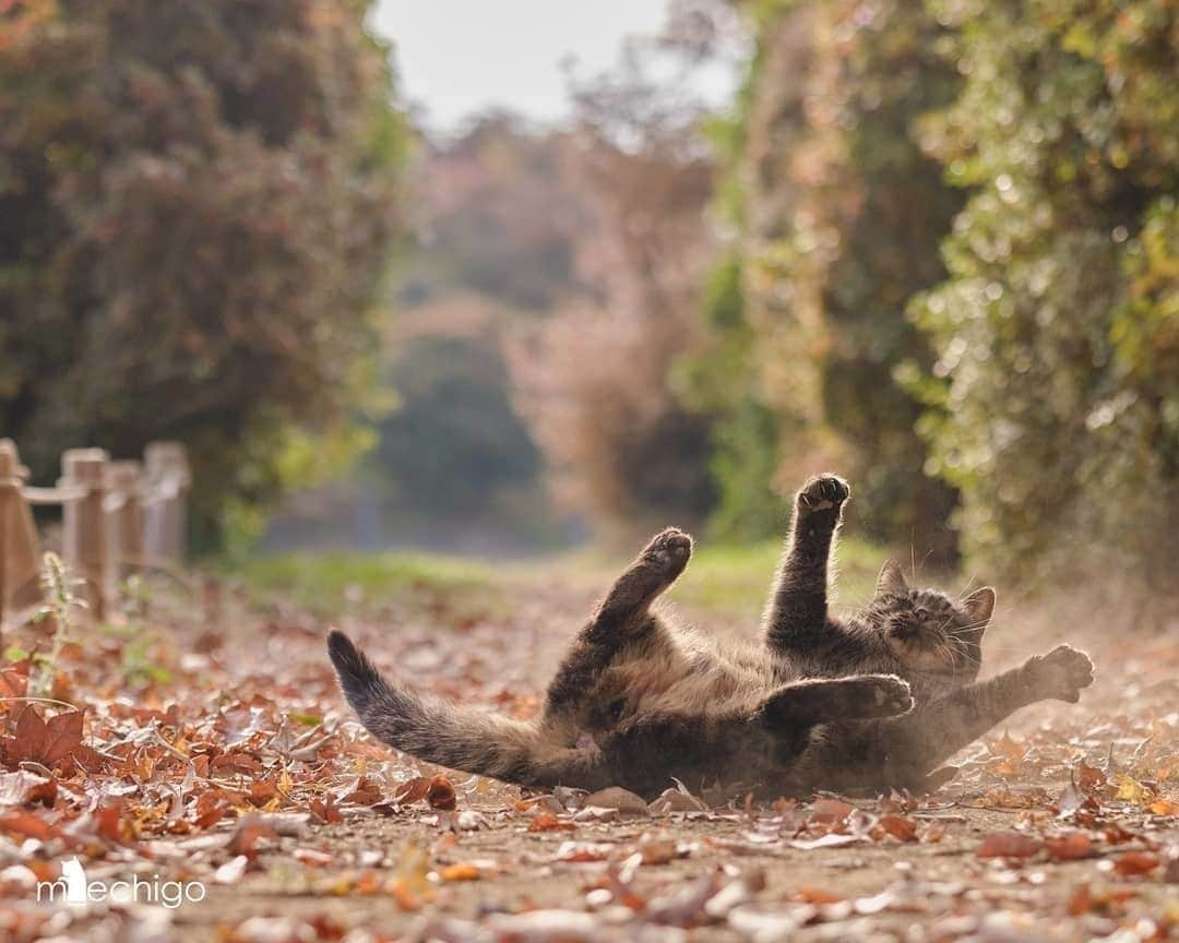 NEKOくらぶさんのインスタグラム写真 - (NEKOくらぶInstagram)「ゴロゴロバフバフ🐾💨⠀ @m_echigo さんの作品ですにゃ（＝ΦωΦ＝）⠀ *⠀ いいね！＆コメント大歓迎！！⠀ *⠀ #nekoclub #NEKOくらぶ #Japan #Photo #写真 #日本 #cat #ネコ #ねこ #猫 ⠀ Follow: @nekoclub_jpn⠀ *⠀ ▼【廣済堂出版共同企画】NEKOくらぶの皆さまとつくる「NEKOくらぶ写真集」、発売中♪（＝ΦωΦ＝）⠀ ※詳細は本アカウント「 @nekoclub_jpn 」のプロフィールに固定しているハイライトから⠀ *⠀ ※皆様、政府、自治体など公的機関の指示に従った行動をお願いします。⠀ 東京カメラ部および分室では、写真を「見る楽しみ」を提供することを通して、微力ながら皆様にわずかな時間でも癒しをお届けしたいと思っております。⠀ ※本アカウントは東京カメラ部がFacebook、Instagramのサービスを利用して運営しているもので、Facebook社・Instagramとは一切関係ありません。」1月13日 16時00分 - nekoclub_jpn