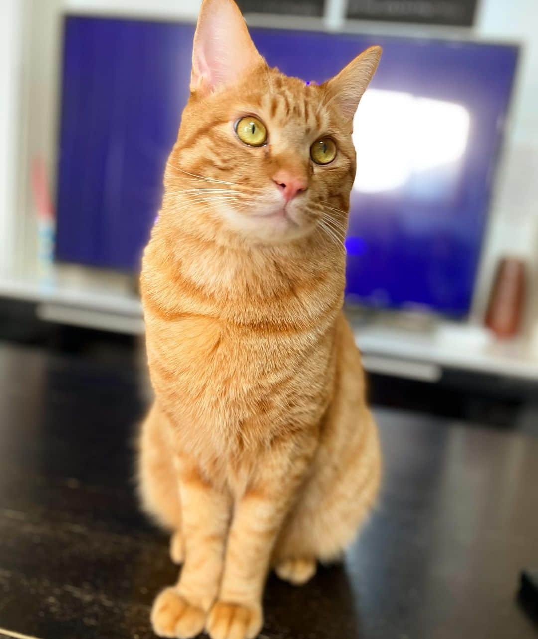 佐野優子のインスタグラム：「. 指の間もガシガシ綺麗に毛繕い✨ . その丸い手🐾かわいい😍 . #ちゃとら男子部  #ちゃとら  #毛繕い」