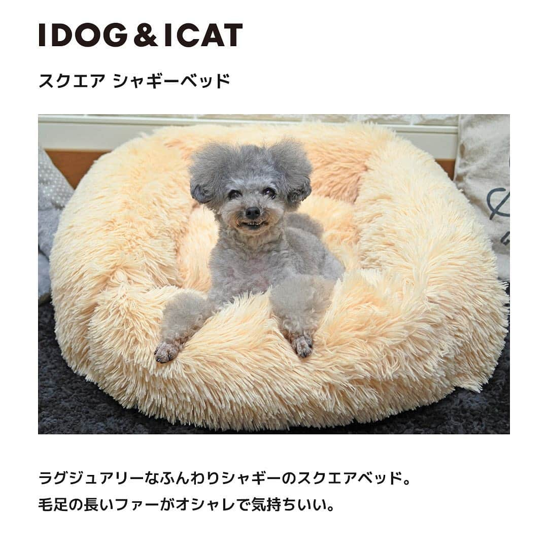 iDog&iCatのインスタグラム