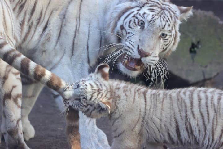 9GAGさんのインスタグラム写真 - (9GAGInstagram)「HEY!💢 📸 mame_nek0 (TW) - #tiger #kid #9gag」1月13日 16時49分 - 9gag