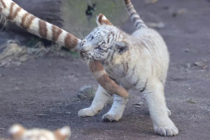 9GAGさんのインスタグラム写真 - (9GAGInstagram)「HEY!💢 📸 mame_nek0 (TW) - #tiger #kid #9gag」1月13日 16時49分 - 9gag