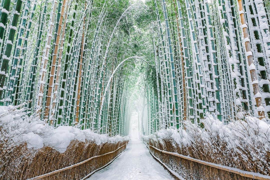 JALさんのインスタグラム写真 - (JALInstagram)「. Walking along the delightful snow-covered bamboo path in Arashiyama, Kyoto. #NewJourneyJanuary  冬の京都嵐山。 雪に覆われた白い #竹林の小径 が幻想的🎍 . . Photo by @lll_photo_ Post your memories with #FlyJAL  #JapanAirlines #japan #kyoto #naturegeography」1月13日 17時30分 - japanairlines_jal