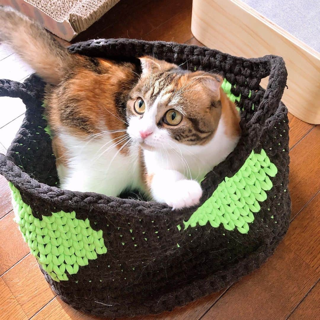 コテツさんのインスタグラム写真 - (コテツInstagram)「2021/1/13 @sweet_dream_pet_baskets  かわいいバスケットをお得に購入できるチャンス .  全てのSweetDreamBasket製品が20％割引！ 3日間のみ有効です！ 1月13日-1月15日  20%引きクーポンコード:Kotetuchan この機会にぜひ🖤 . #バスケット」1月13日 17時22分 - kotetuchan