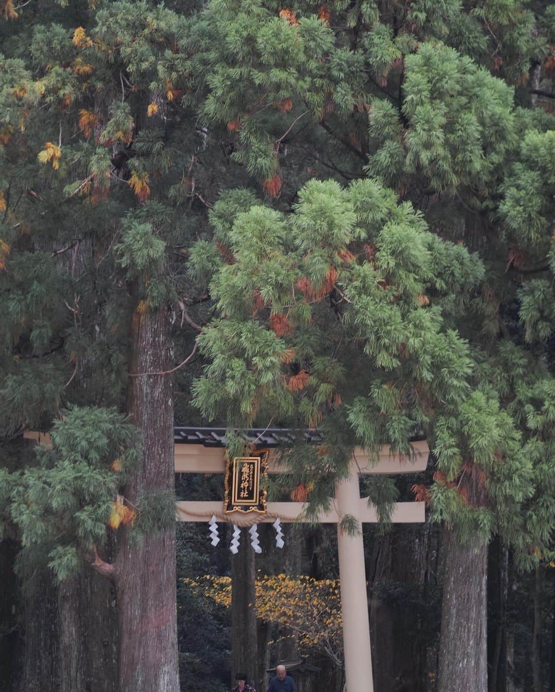 Visit Wakayamaのインスタグラム：「. ⠀ A new year means new beginnings. ⠀ What better way to make a fresh start than exploring the sacred Kumano Kodo pilgrimage route? ⠀ 📸 @faniatmanti⠀ 📍 Kumano Kodo, Wakayama」