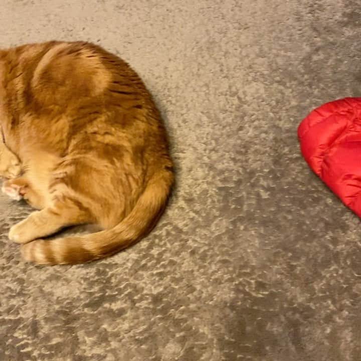茶太郎 & きなこのインスタグラム：「お昼寝中にゃ(´///ω///｀)💤 Chataro and Kinako are napping right now😽💤 #茶太郎師匠眩しいにゃ #きなこはぽんぽん出して寝てるにゃ #グッズアンケートもストーリーでやってるから見てにゃ #マンチカン#猫#munchkin #cat#catstagram #amazing#ねこ#茶トラ#短足#catsofinstagram#excellent_cats#9gag#cats_of_world_#instacat_meows#bestcats_oftheworld#catsofig#instacat#cats_of_instagram」