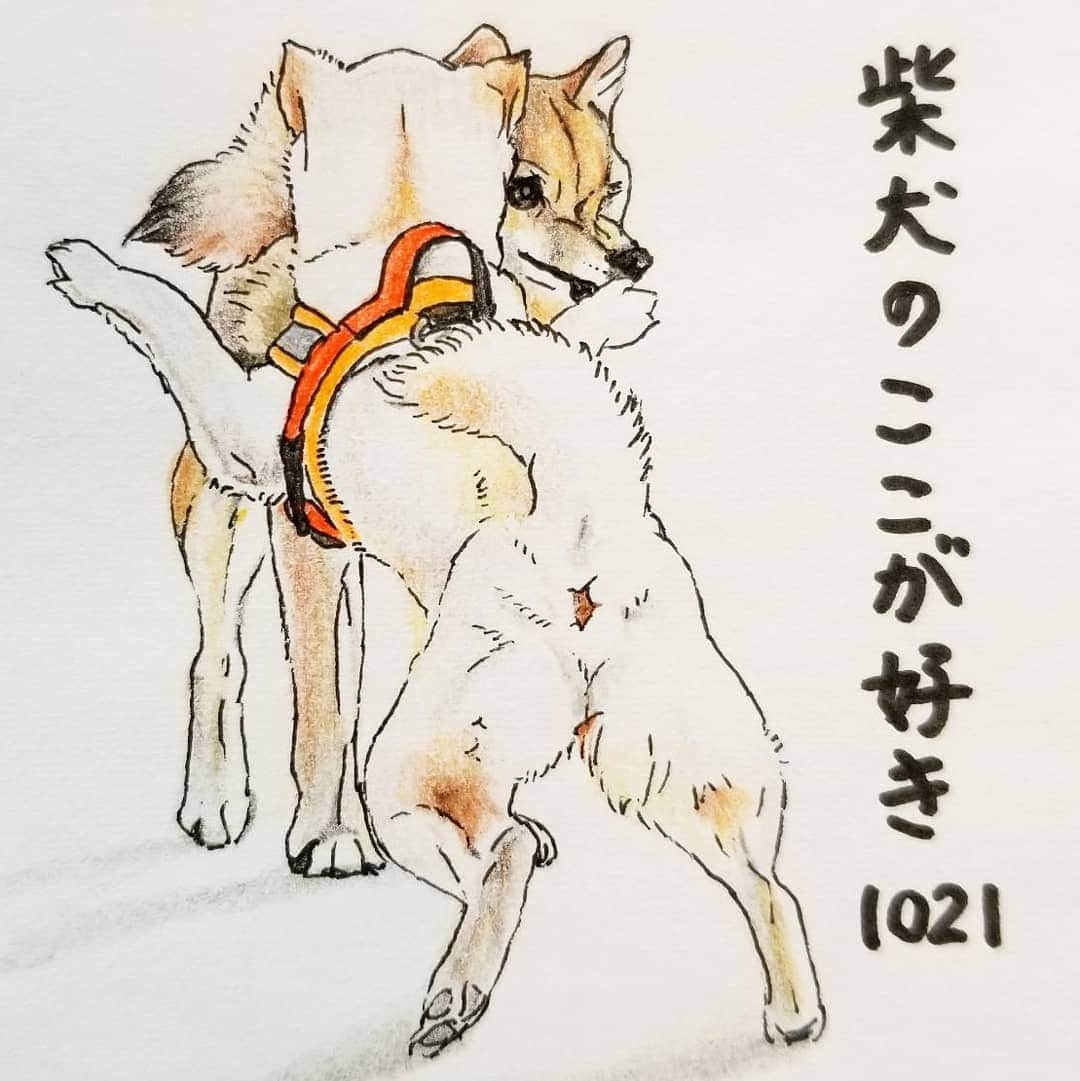 ハナとソラさんのインスタグラム写真 - (ハナとソラInstagram)「* #ここ柴部  『柴犬のここが好きシリーズ1021』 子犬のころ 遊びの誘い方がぎこちないとこ。  手が出たり、立ち上がったり、 お兄ちゃんやお姉ちゃんが困ってるよ？ * モデルは @kota.kotaro_san さんとこの小太郎くんとみかんちゃんです💓 * #柴犬のここが好き #favoritepartsofshibainu #illustgram #illustration #shibastagram #shibainu #colorpencil #柴犬 #イラスト #しばすたぐらむ #いらすとぐらむ #色鉛筆 #柴公園イラスト #白柴 #shiroshiba #多頭飼い」1月13日 18時05分 - nsdikm_hanasora