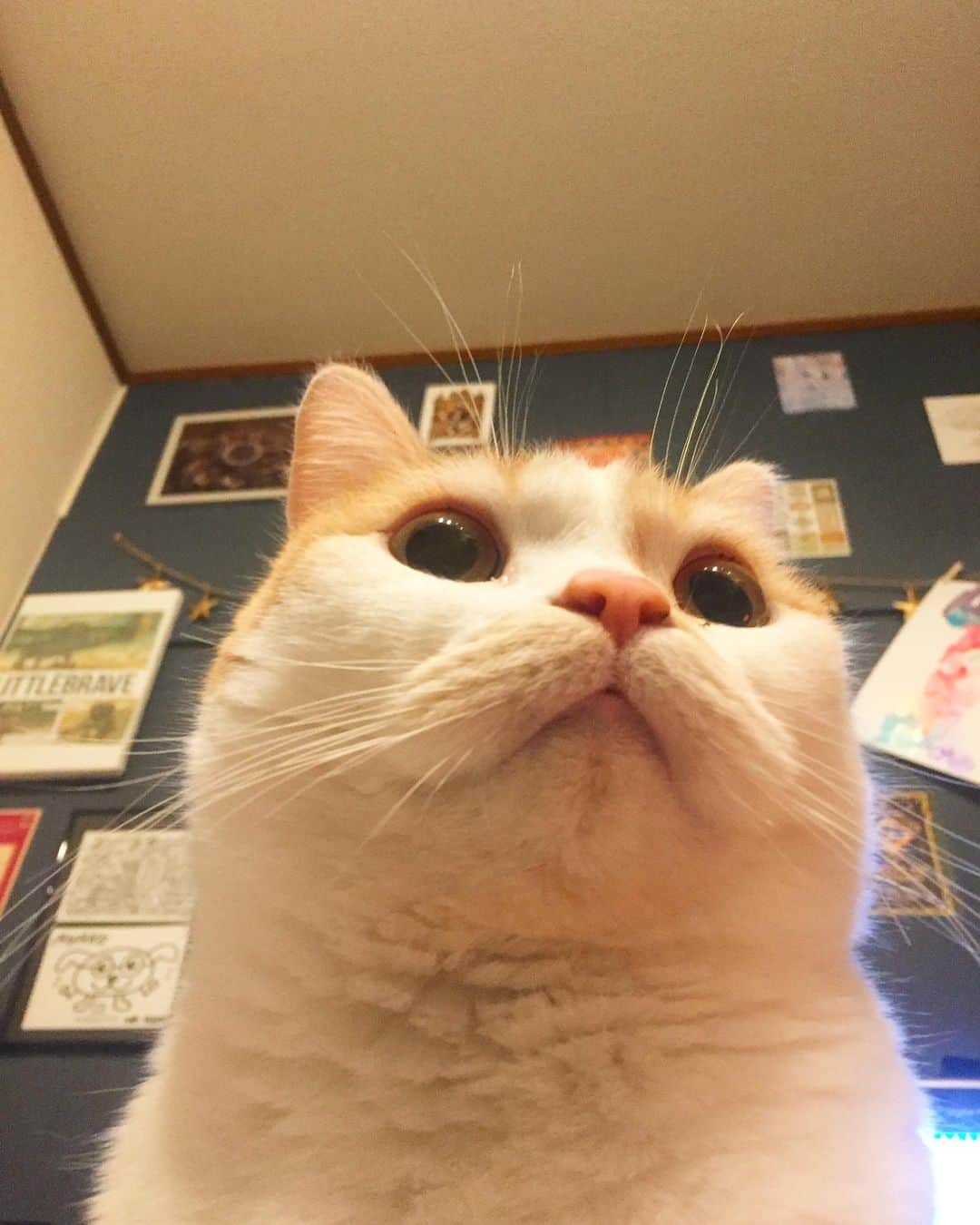 にゃんすくんのインスタグラム：「お口周りがほぐほぐしてて、 可愛いケツアゴ。」